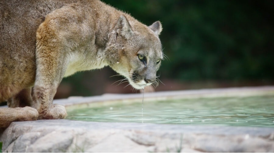 Meet the Andean puma, the second largest feline in the Americas