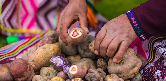 Domesticated on the banks of Lake Titicaca, this super food tuber saved the world from famine.