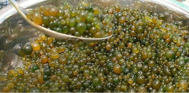 Cushuro: alga peruana destaca por su riqueza proteínica y múltiples usos culinarios e industriales.