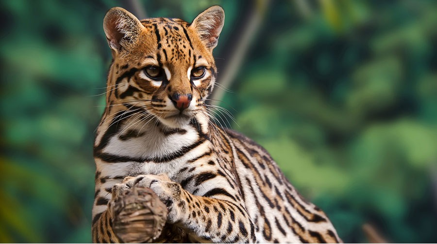 Biodiversidad en el Perú: conoce 5 felinos que habitan en nuestra fauna
