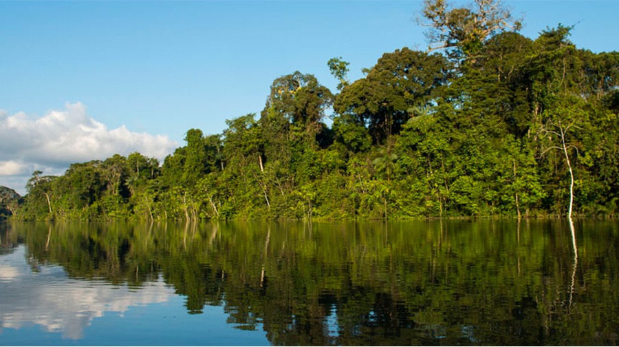 Exotic biodiversity in Yaguas National Park