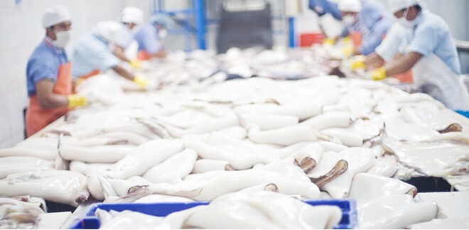 Giant Squid: leader in fishery exports