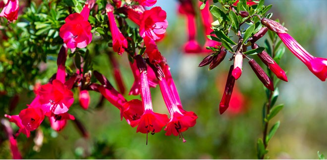 5 flores de la biodiversidad del Perú