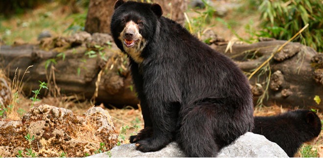 The Spectacled Bear or Andean Bear.