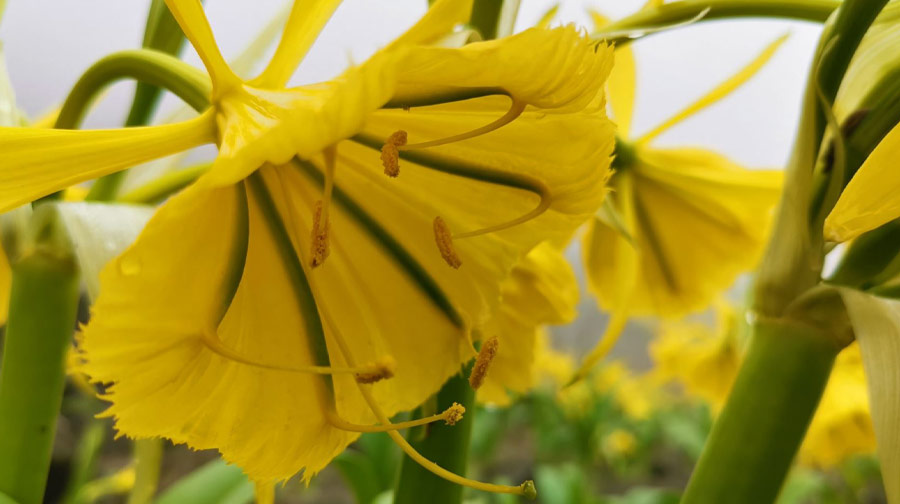 Conoce 5 flores emblemáticas de la biodiversidad del Perú