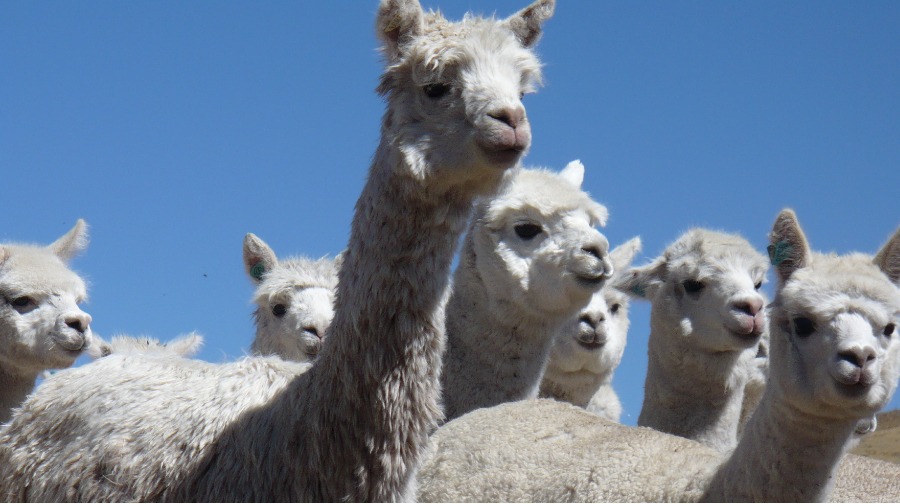 Perú se mantiene como primer exportador de fibra de alpaca en el mundo por  su alta calidad - Noticias - Ministerio de Desarrollo Agrario y Riego -  Plataforma del Estado Peruano