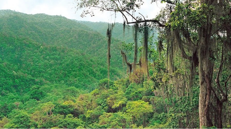 Descubre el maravilloso Bosque Tropical del Pacífico