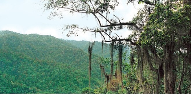 Parque Nacional Cerros de Amotape, Bosque Tropical del Pacífico: rica flora y fauna