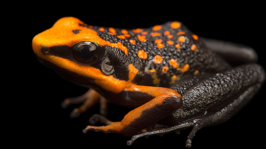 ¡Cuidemos nuestra biodiversidad! Estas son 5 especies peruanas de anfibios
