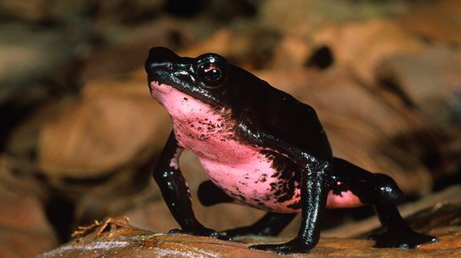 ¡Cuidemos nuestra biodiversidad! Estas son 5 especies peruanas de anfibios