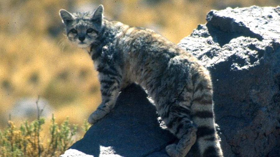 Biodiversidad en el Perú: Conoce 5 magníficos felinos que habitan en el Perú