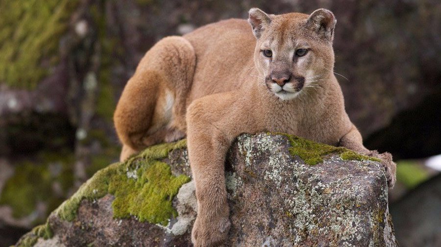 Biodiversidad en el Perú: Conoce 5 magníficos felinos que habitan en el Perú
