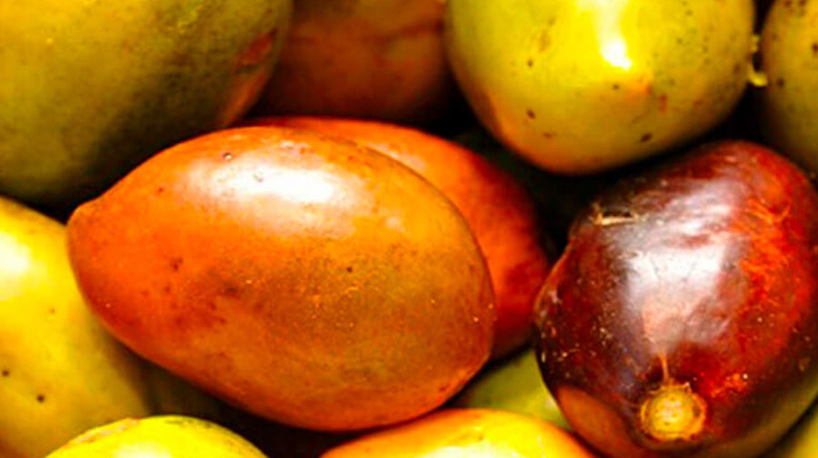 Fun facts: 5 fruits of the jungle that you didn’t know about