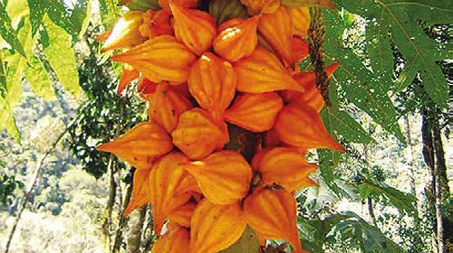 Datos curiosos: 5 frutos de la selva que no conocías