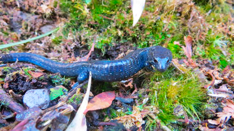 Megadiverse Peru! These are six Peruvian reptiles you didn’t know about