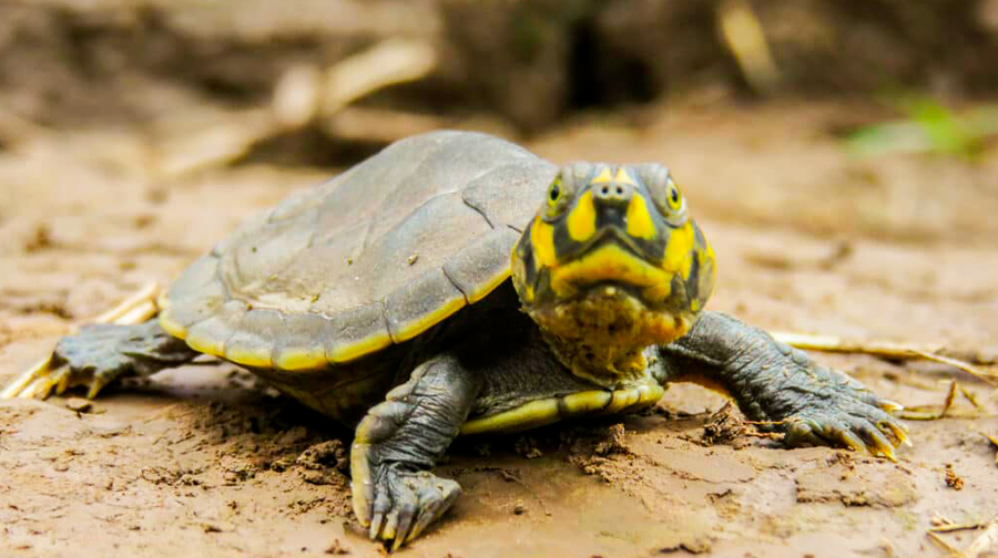 Megadiverse Peru! These are six Peruvian reptiles you didn’t know about