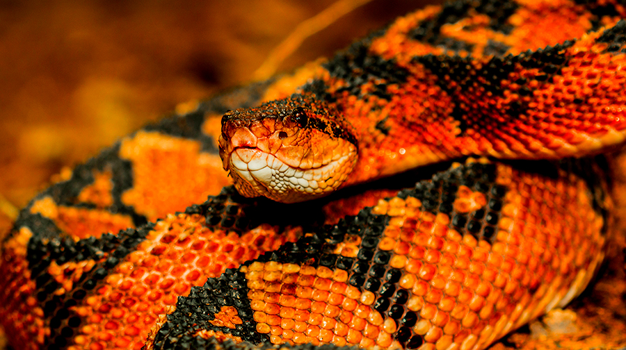 Megadiverse Peru! These are six Peruvian reptiles you didn’t know about