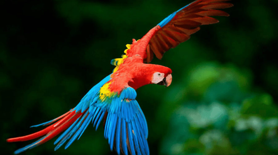 De todos los colores y tamaños: Conoce más de los loros, pericos y guacamayos.