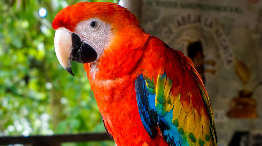 De todos los colores y tamaños: Conoce más de los loros, pericos y guacamayos.