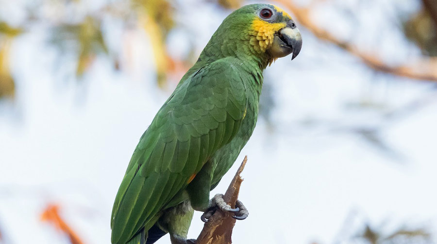 De todos los colores y tamaños: Conoce más de los loros, pericos y guacamayos.