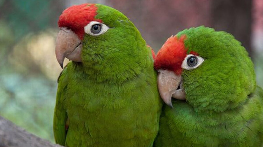 De todos los colores y tamaños: Conoce más de los loros, pericos y guacamayos.