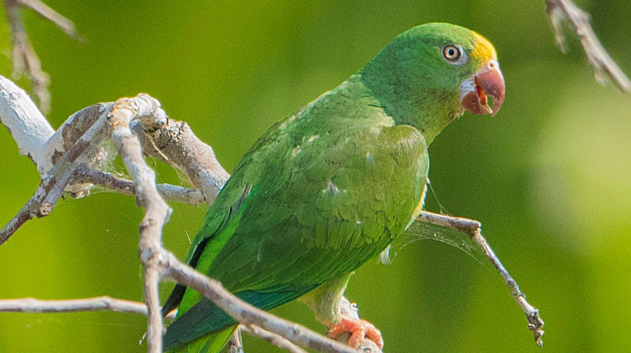 De todos los colores y tamaños: Conoce más de los loros, pericos y guacamayos.