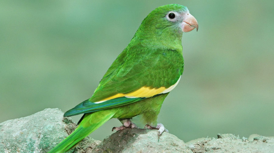 De todos los colores y tamaños: Conoce más de los loros, pericos y guacamayos.