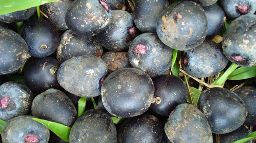 Fun facts: 5 fruits of the jungle that you didn’t know about