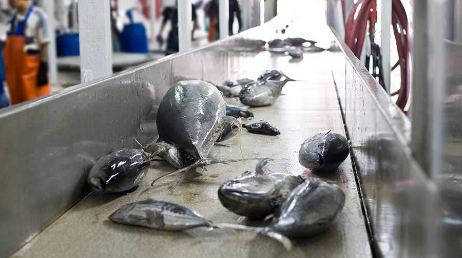 Diversidad de pescados en Feria Chimbote Pesca 