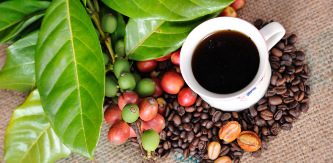 café y cacao peruanos