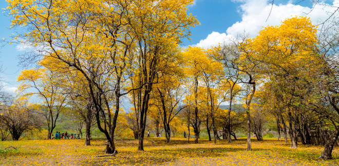 Forest reforestation