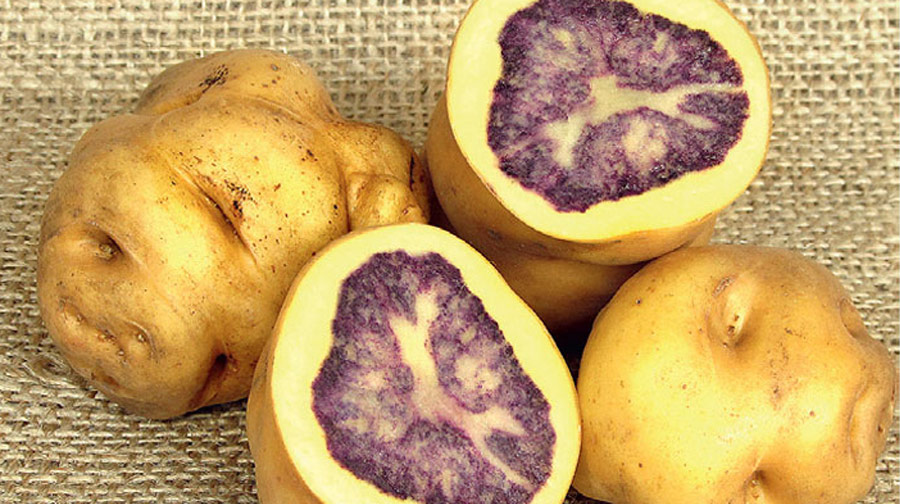 Hay más de 4 mil variedades de papa en el Perú: ¿Sabes cómo distinguirlas en el mercado?