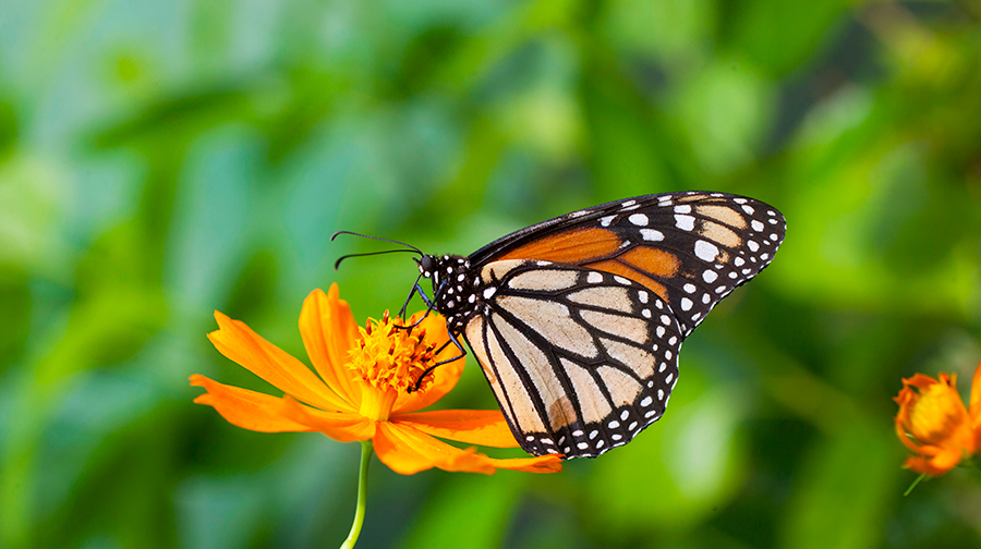 Perú registra más especies de mariposas