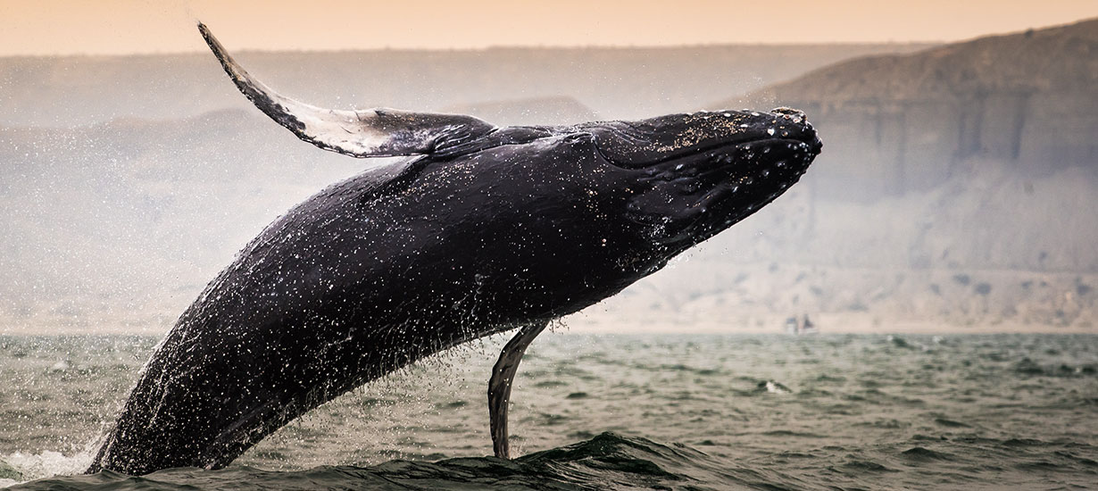 Temporada de ballenas jorobadas