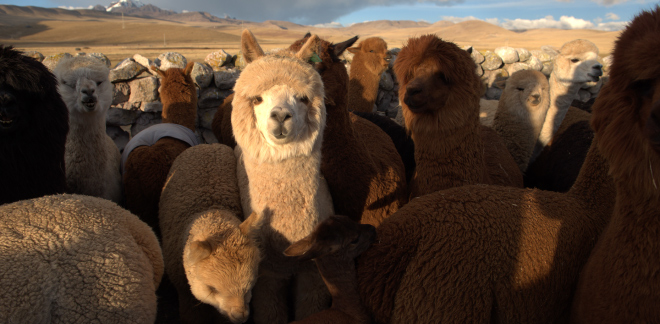 Día Nacional de la Alpaca, alpacas peruanas