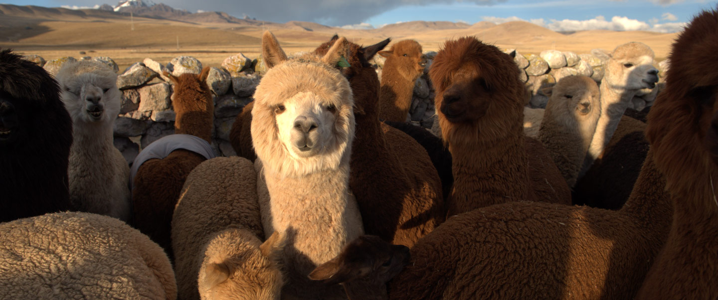 Día Nacional de la Alpaca, alpacas peruanas