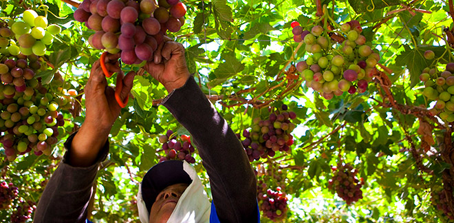 Exportadores peruanos lograron ventas millonarias en Asia Fruit Logistica 2024