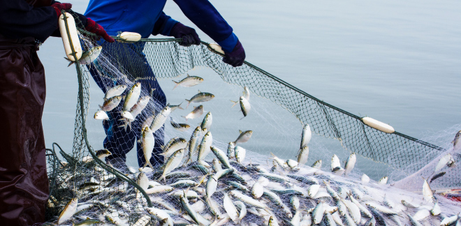 Peruvian superfishing takes the world by storm