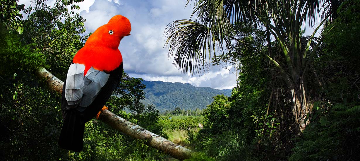 Parque Nacional Tingo María:  Lugar natural certificado en Turismo Sostenible