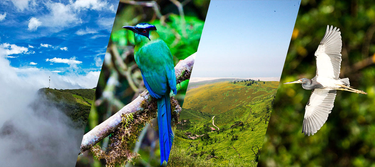 5 animal shelters showcasing Peru's wildlife diversity: Discover them here