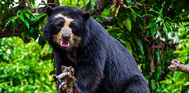 Are you a fan of Paddington Bear? Meet his real-life inspiration: the Spectacled Bear