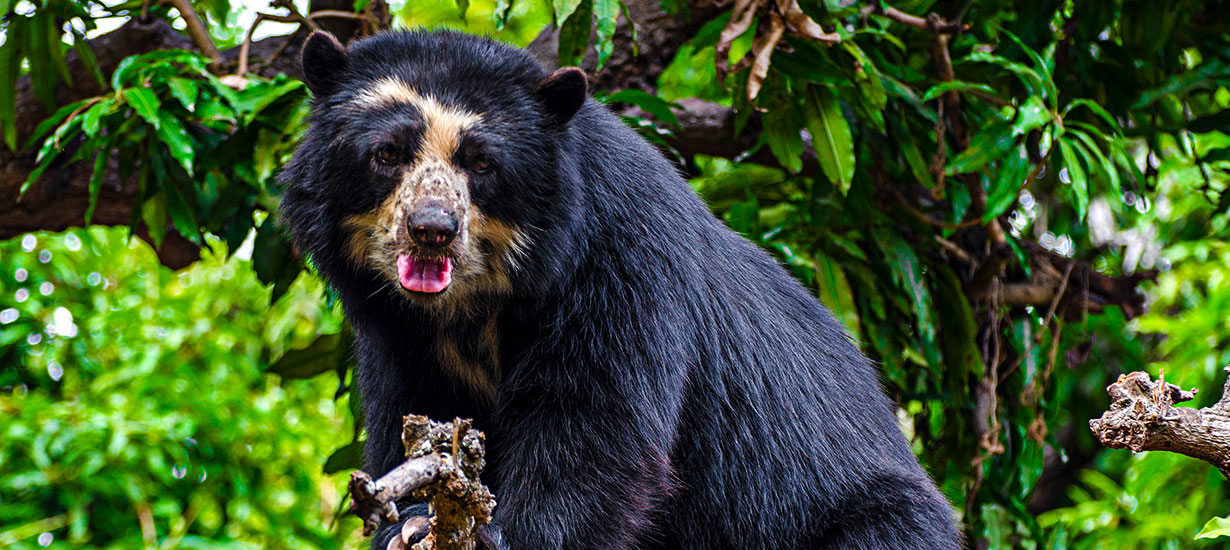 Are you a fan of Paddington Bear? Meet his real-life inspiration: the Spectacled Bear