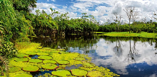 Pacaya Samiria: Discover what this national reserve has to offer