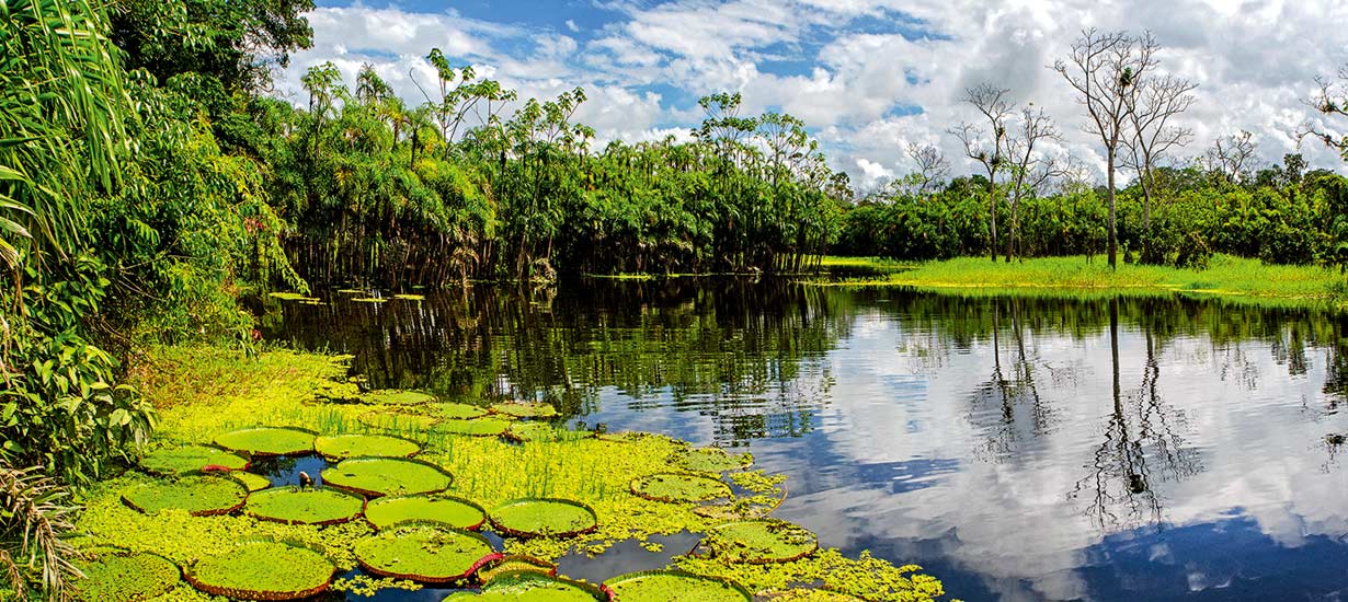 Pacaya Samiria: Discover what this national reserve has to offer