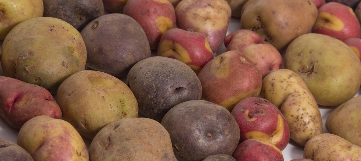 La enorme variedad de papas que tiene el Perú es única en el mundo.
