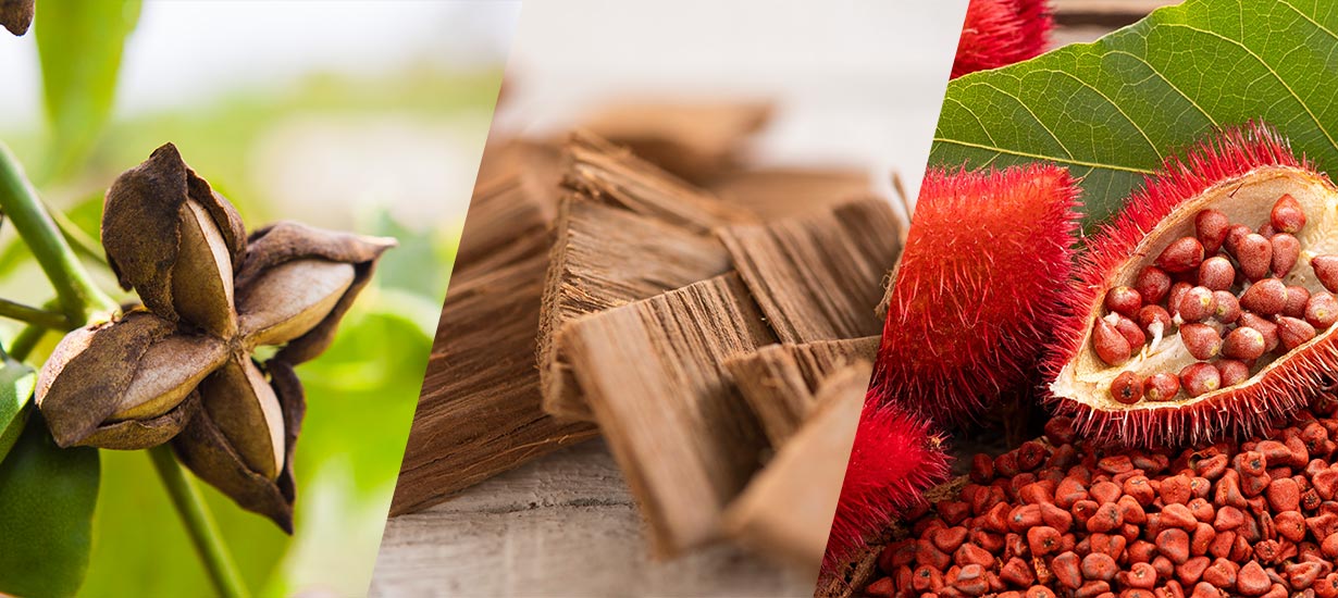 Plantas medicinales de la selva peruana: Sabiduría tradicional para la salud