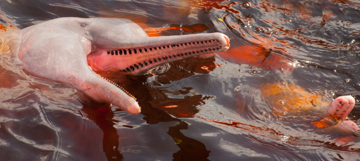 The pink Amazon river dolphin, a symbol of Amazonian freshwater fauna