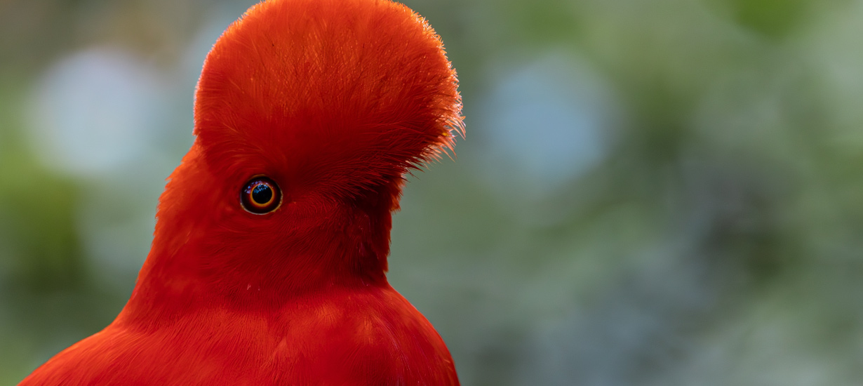 Cock-of-the-rock: Peru's national bird
