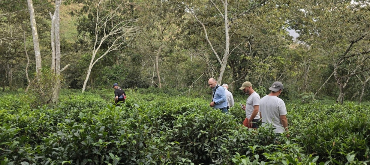 Perú entre los 10 mejores en el Concurso de Tés del Mundo