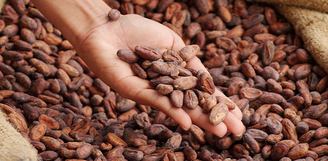 Cacao